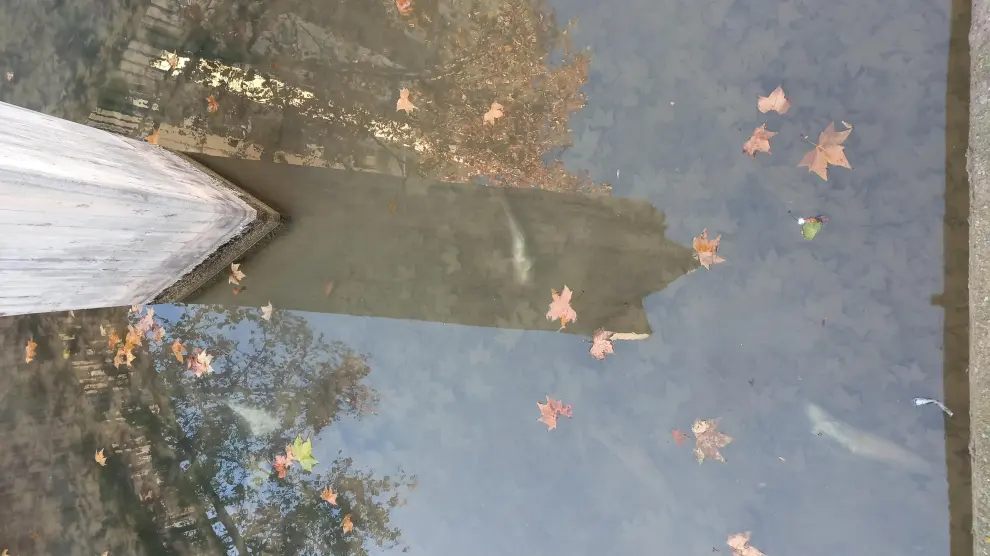 Peces muertos en el estanque del Jardín de la Memoria, en San José.