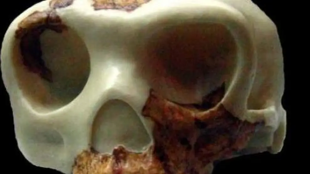 Cráneo de un homo antecesor.