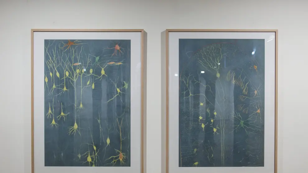 Dibujos del sistema nervioso de Ramón y Cajal en una exposición del Paraninfo de 2015.