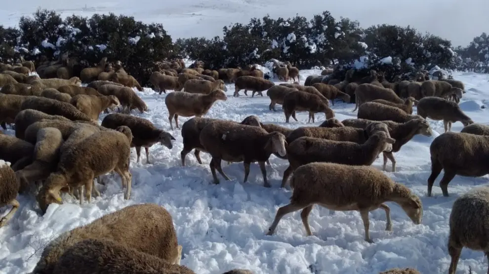 Un rebaño de ovejas intentando pastar tras la nevada en Argente (Teruel).