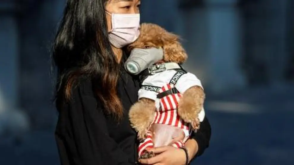 Un perro con mascarilla, en China.