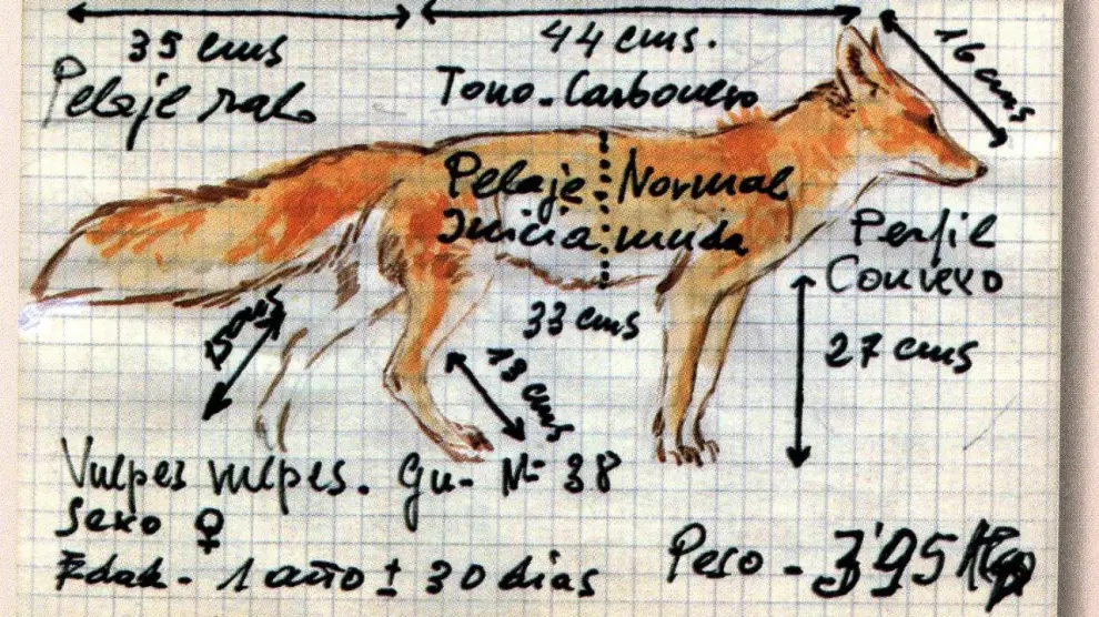 Uno de los dibujos, con anotaciones a mano, del naturalista.