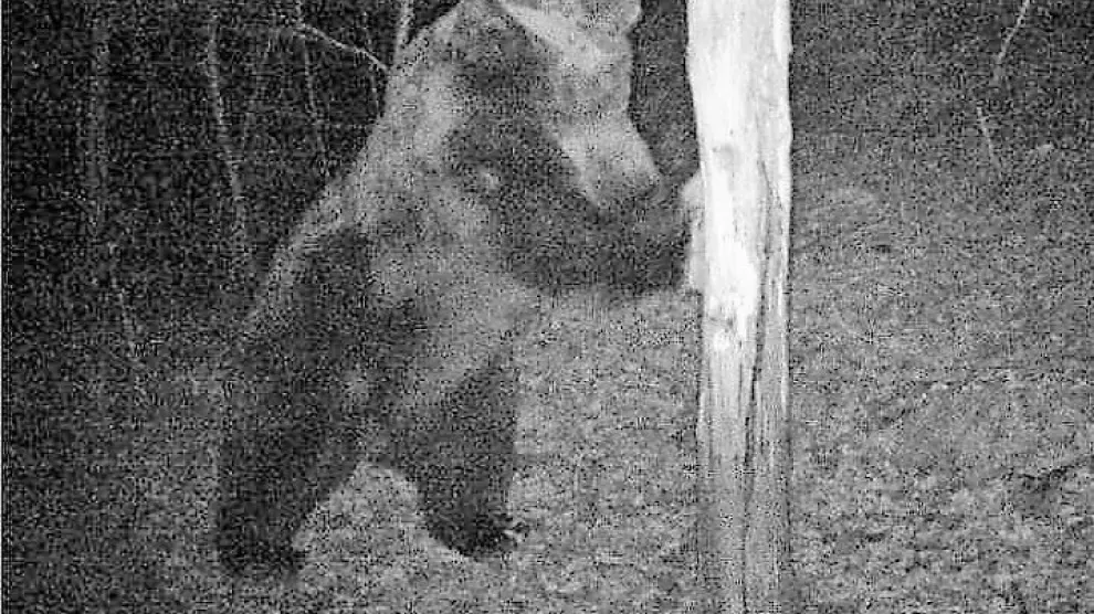 Fotografía del oso Goiat tomada en Cataluña.
