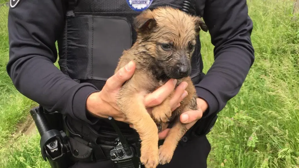 Uno de los cachorros rescatados por la Policía Local