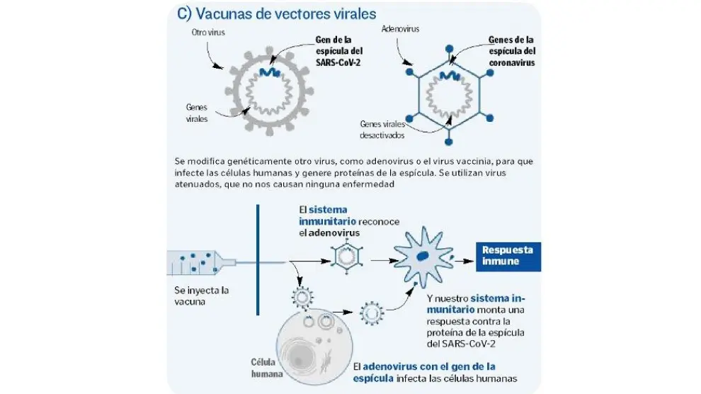 Así funcionan las vacunas e vectores virales