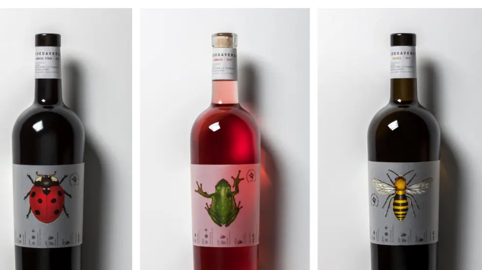 Estos son los primeros vinos jóvenes ecológicos de Bodega Verde San Valero: Garnacha & Syrah, Garnacha Rosé y Macabeo.