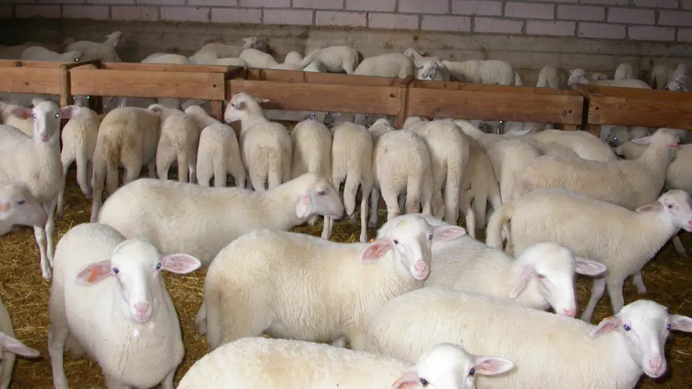Las garrapatas pasan de las ovejas a los corderos y las canales se ven decomisadas por el color amarillento de la carne.