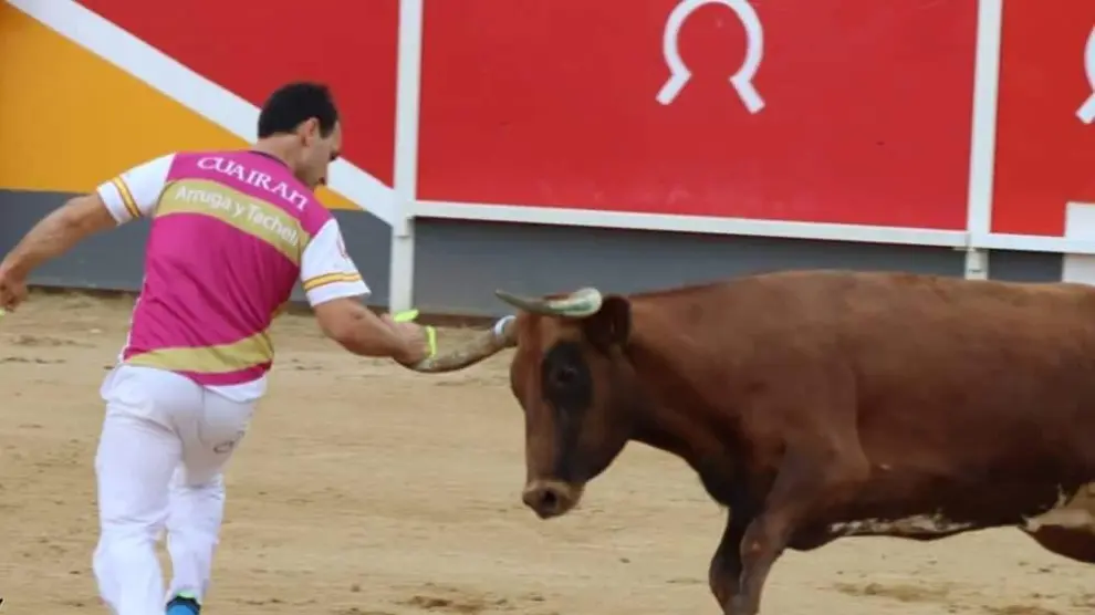 Alejandro Cuairán anillando a una vaca de Marcén.
