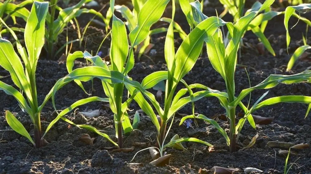 Esta tecnología contribuye a reducir un 30% el uso de fertilizantes nitrogenados.