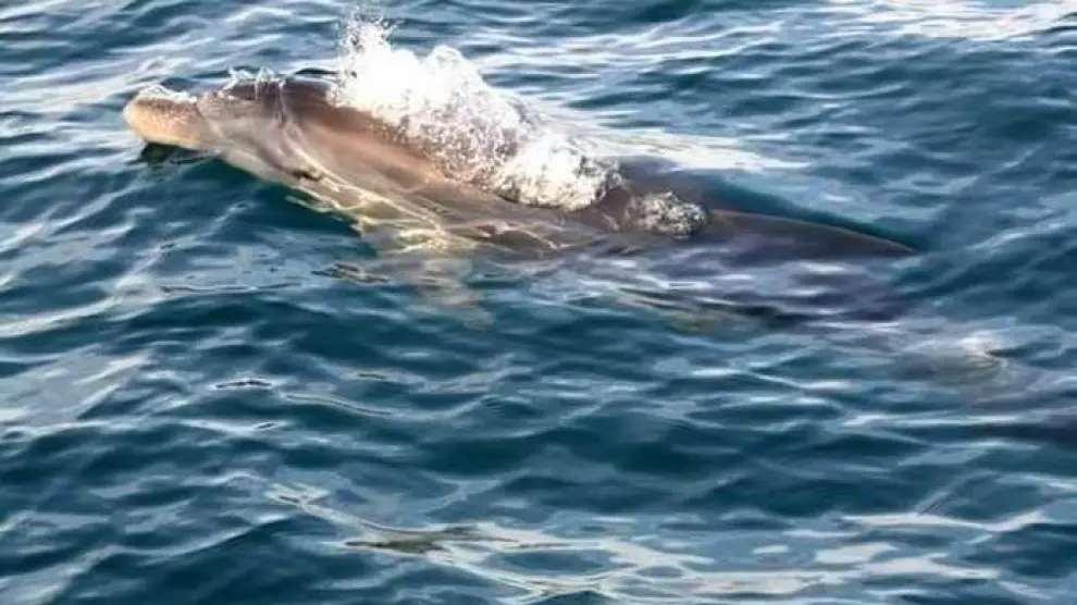 Foto de archivo de un delfín