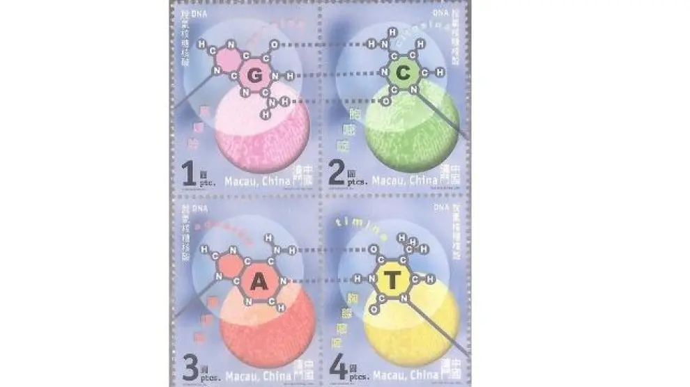 La adenina (A), guanina (G), citosina (C) y timina (T), bases nitrogenadas que forman el ADN tiene sello propio, es de Macao (2001)