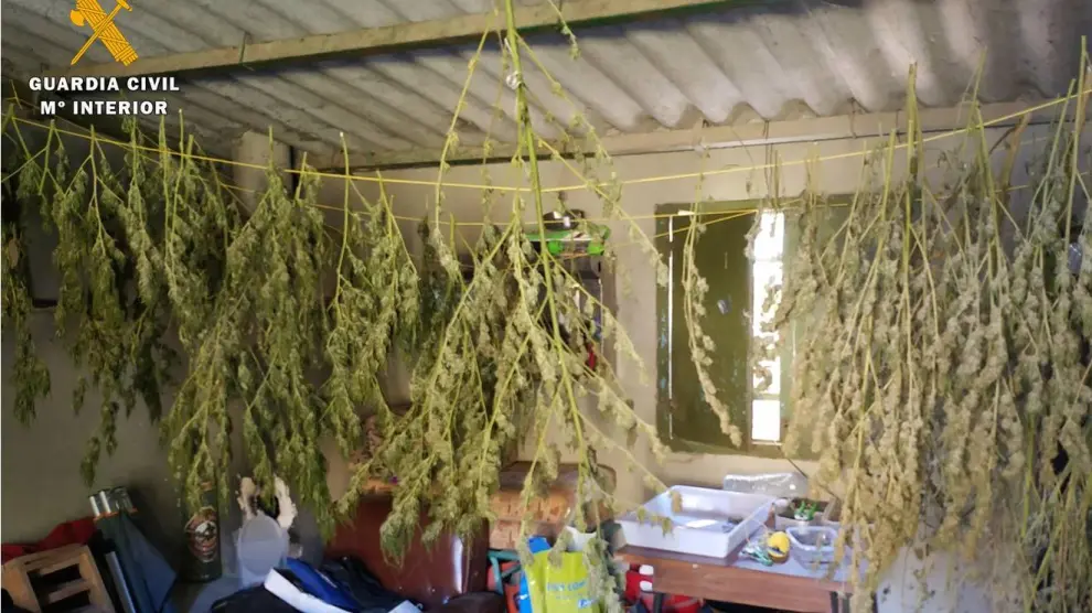 Plantas de marihuana en proceso de secado.