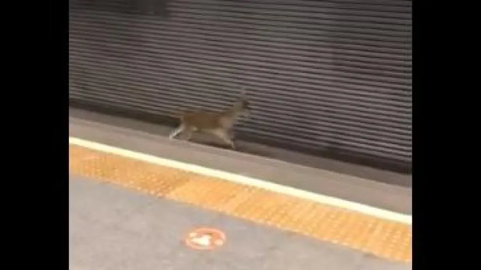 Captura del vídeo del corzo en la estación del metro de Valencia.