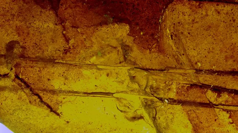 Pieza de ámbar del yacimiento turolense de Ariño con un mechón de tres pelos de mamífero. Se trata del hallazgo más antiguo conocido de pelos en ámbar.