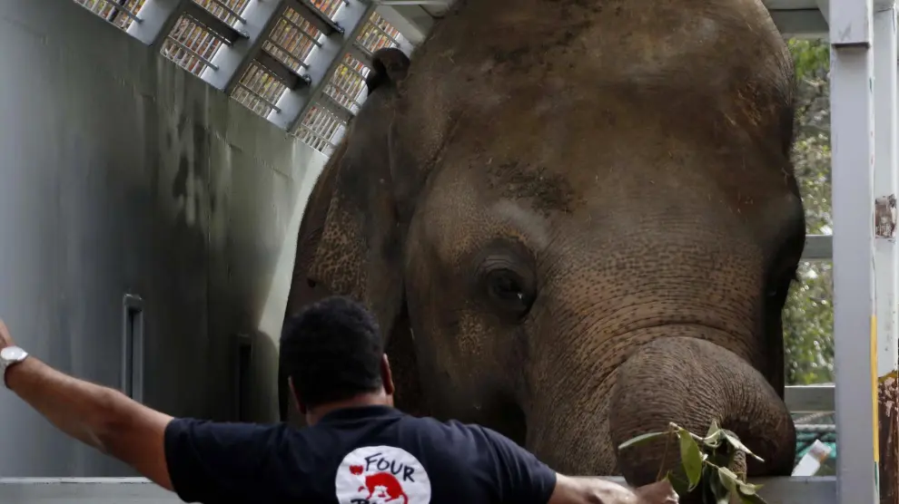 Amir Khalil, veterinario y líder de la misión de Four Paws International, junto a Kavaan, el único elefante asiático de Pakistán, mientras es transportado a Camboya.
