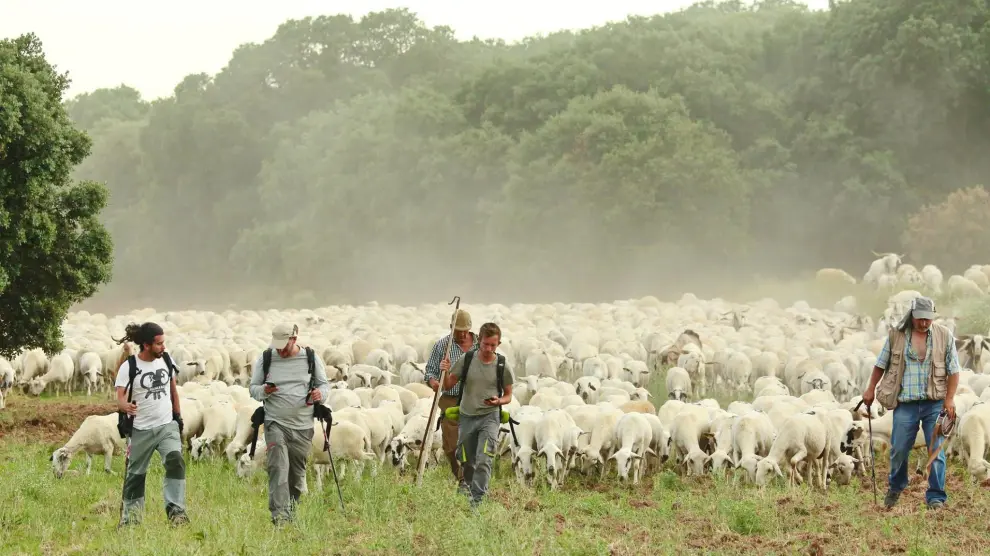 El equipo de investigación, en su camino trashumante, con un rebaño de ovejas, hacia el Pirineo aragonés.