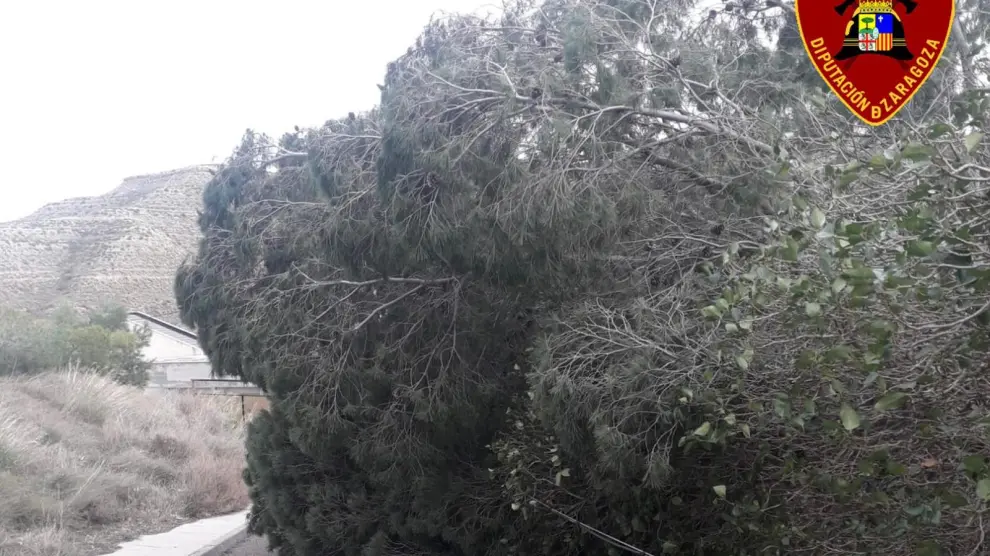 La borrasca Hortensia ha dejado ramas y árboles caídos en Zuera, La Almunia o en un camino que conecta Fréscano y Borja.