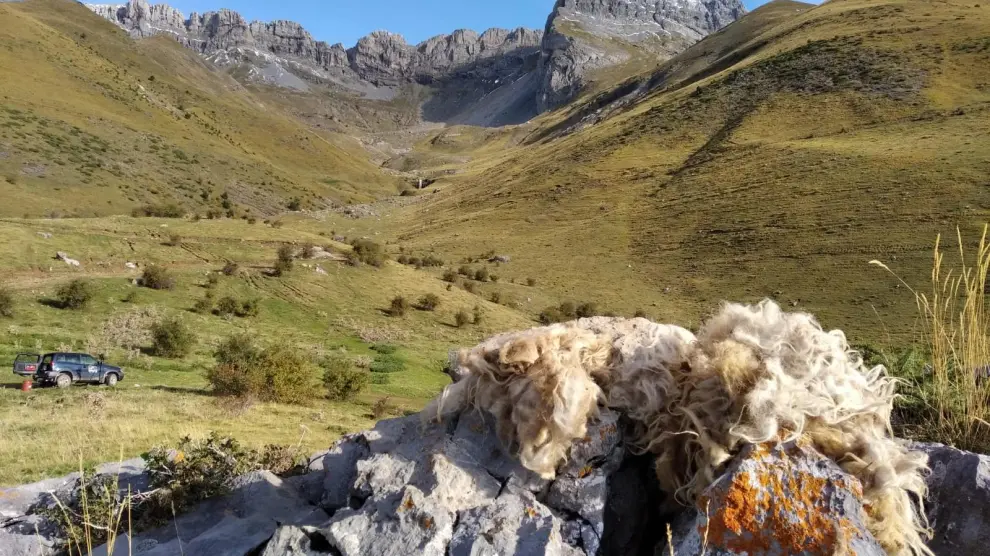 La lana se coloca en un emplazamiento a 2 o 3 kilómetros de las áreas de nidificación.