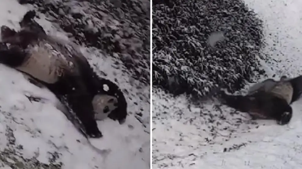Una familia de pandas disfrutando de la nieve en un zoo de Washington.