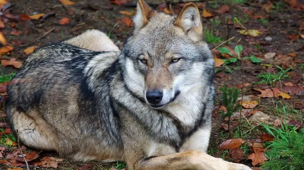 Los ecologistas destacan el papel del lobo para mantener la biodiversidad.