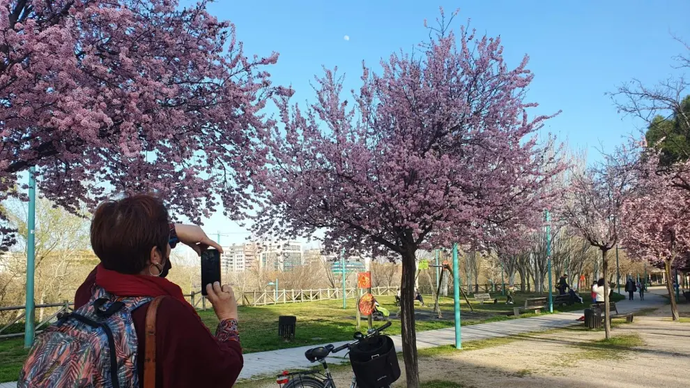Una paseante de la ribera del Ebro se detiene a fotografiar los árboles en flor.