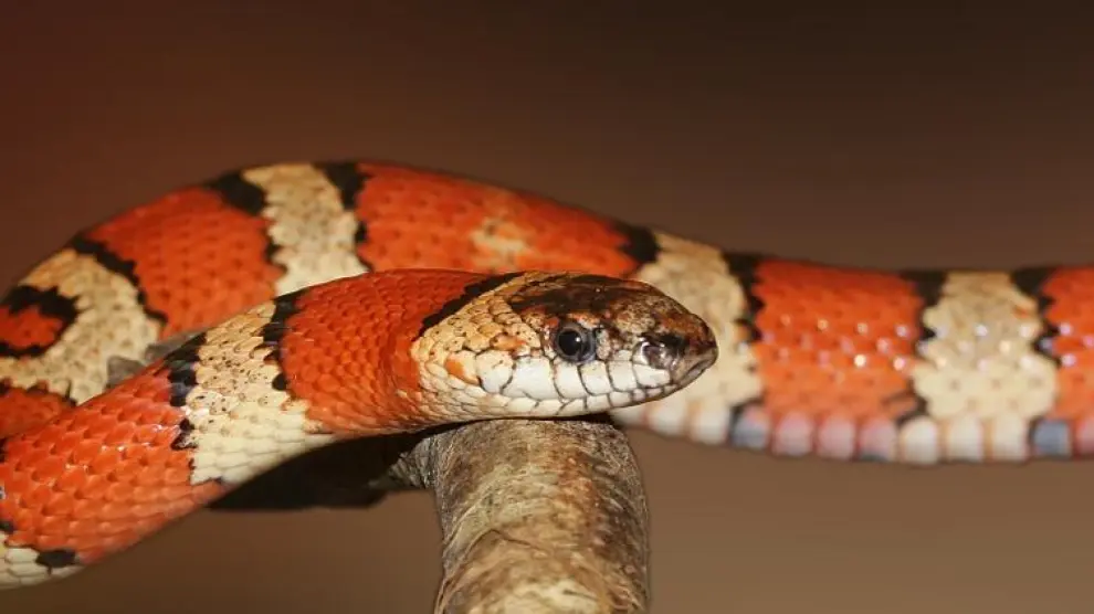 Foto de archivo de una serpiente