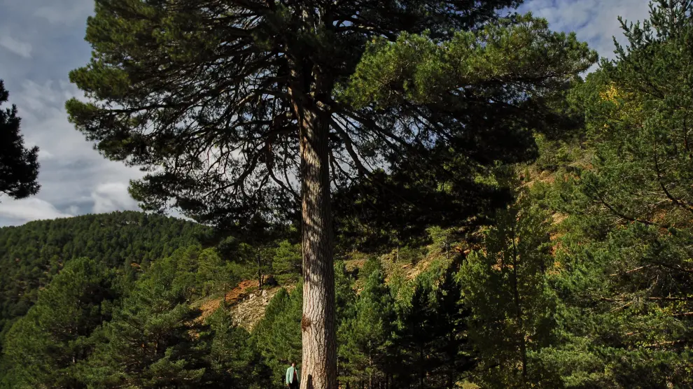 Imponente pino del Escobón, en la comarca Gúdar-Javalambre (Teruel)