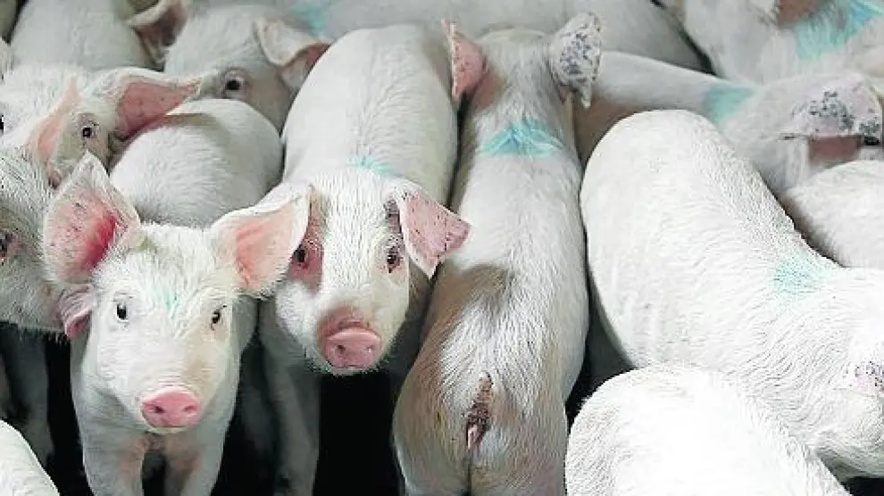 Granja de cerdos en Orrios que ha realizado obras para adecuarla a la directiva de bienestar animal. Foto Antonio Garcia/Bykofoto. 06-11-13[[[HA ARCHIVO]]]