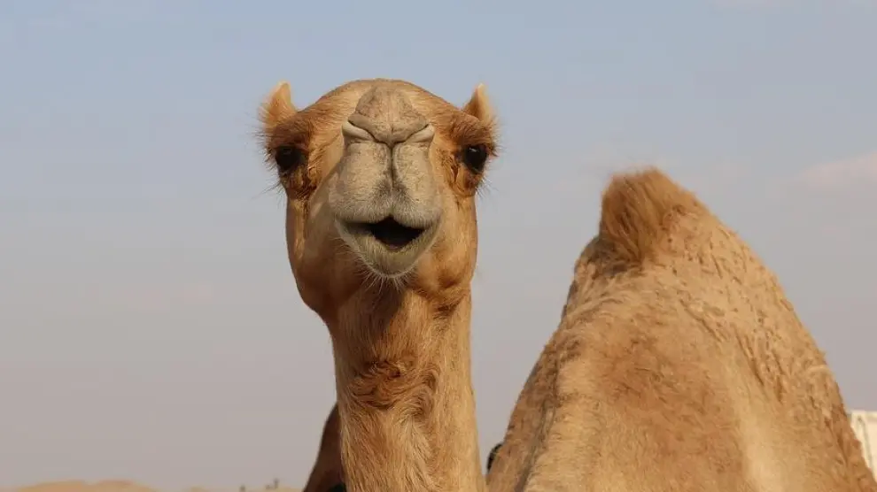 En algunas zonas turísticas los dromedarios y los camellos se usan para pasear a los visitantes.