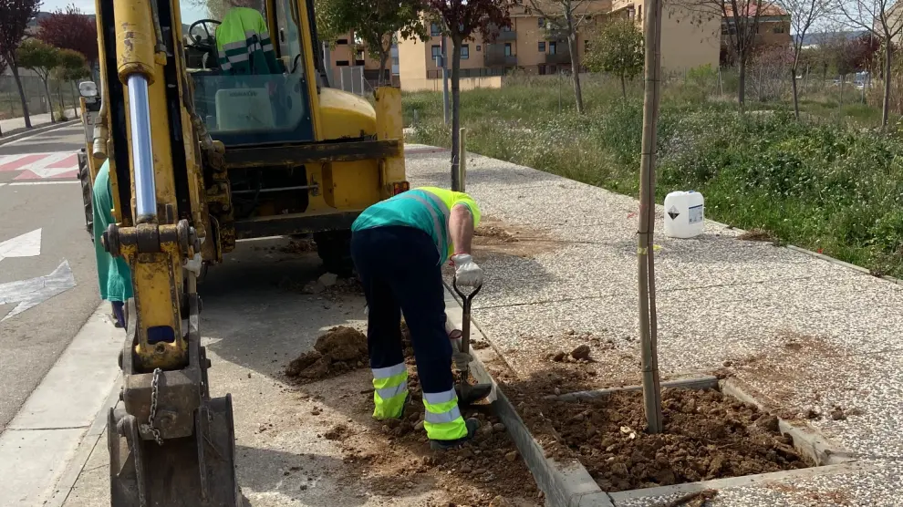 Trabajos de plantación de los nuevos árboles en Cadrete.