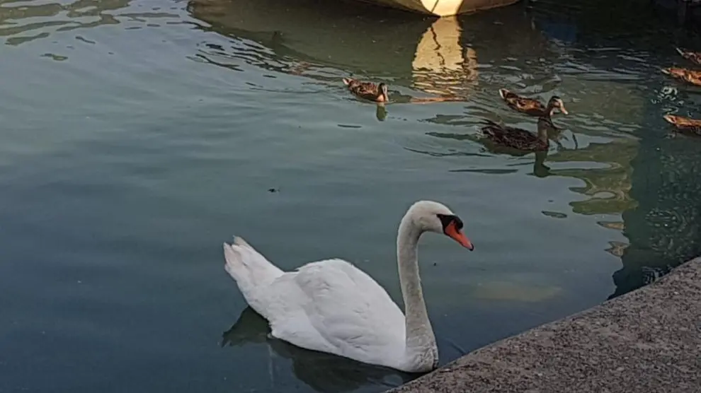El cisne esperando la comida en el embarcadero de Eriste.