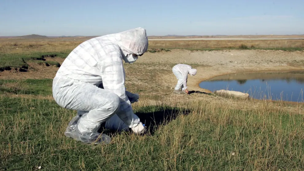 Técnicos toman muestras de aves migratorias en la laguna de Gallocanta para prevenir la gripe aviar, en 2005.