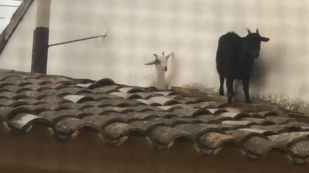 Las cabras saltaron por varios tejados antes volver a manos de su dueño.