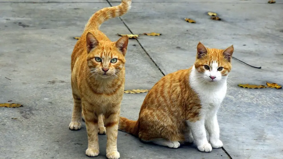 Foto de archivo de dos gatos