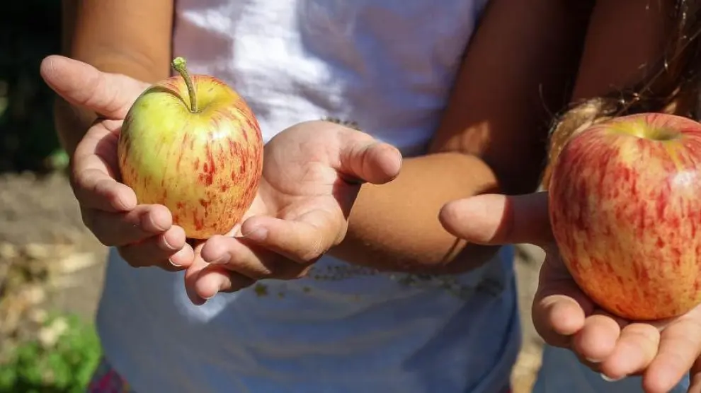 Los huertos urbanos ayudan a que los niños se acerquen a los alimentos de proximidad.