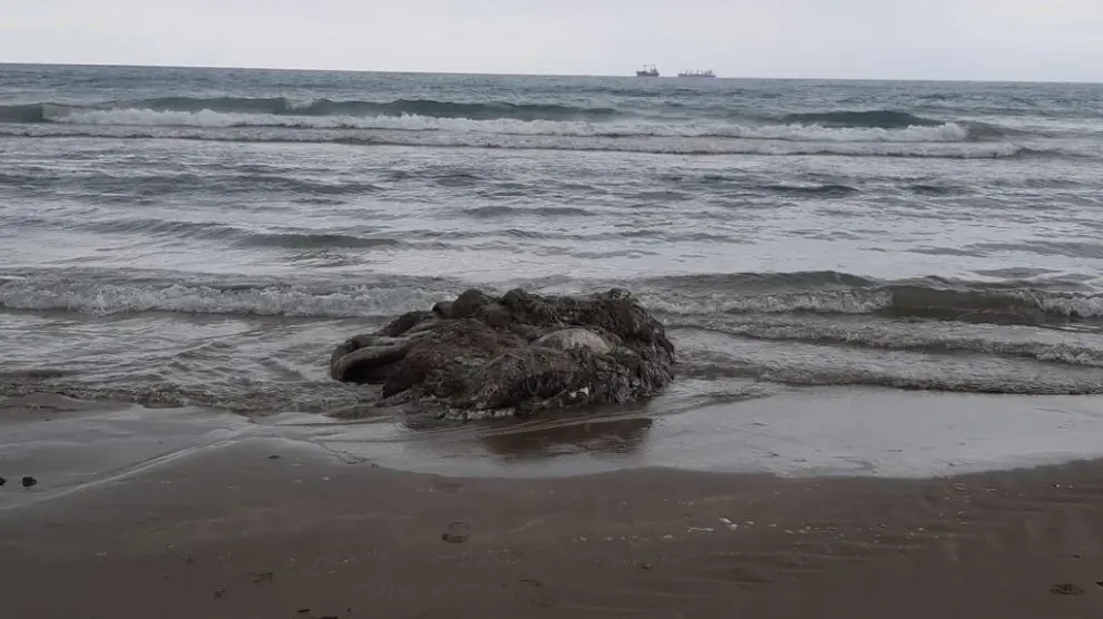 El cuerpo del calamar gigante varado en la orilla