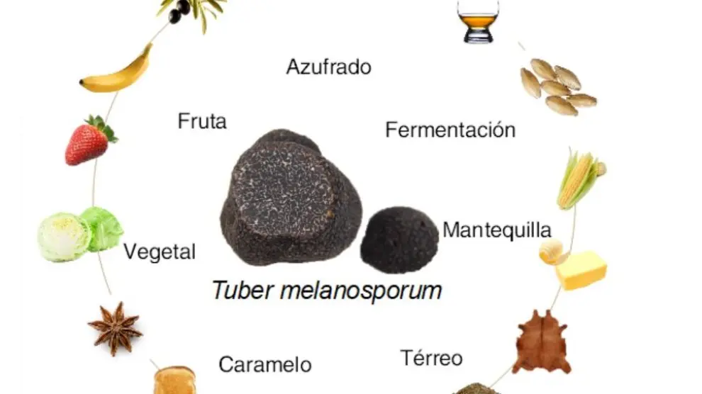 Aromas de Tuber melanosporum