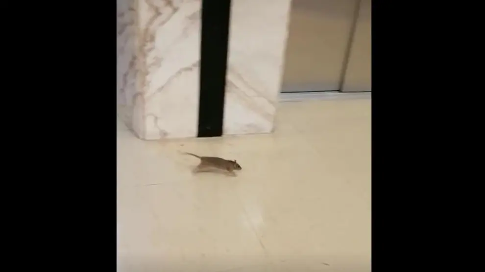 Una imagen de la rata saliendo del ascensor, en la tercera planta del Servet.