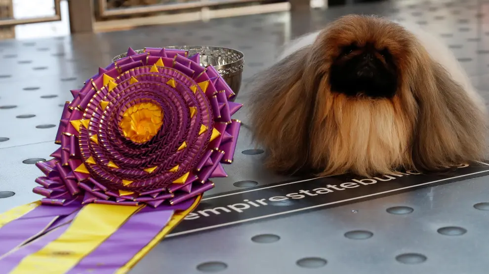 Wasabi ha sido elegido el ganador del mejor show, en el 145 Westminster Kennel Club Dog Show.