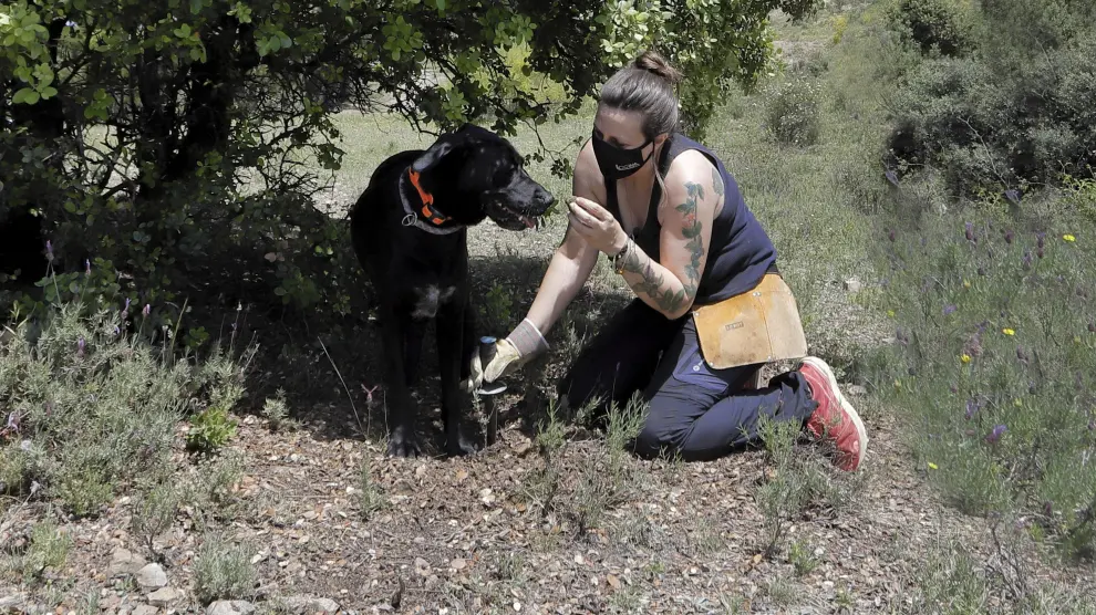 Trinidad Usón y su perra trufera Zarza, buscando trufa de verano en un monte de Cariñena.