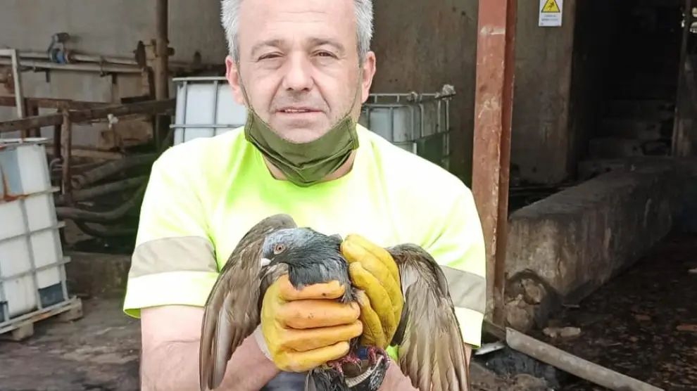Un trabajador de Fertinagro, Enrique Soler, con la paloma que llegó desde Portugal a Utrillas.