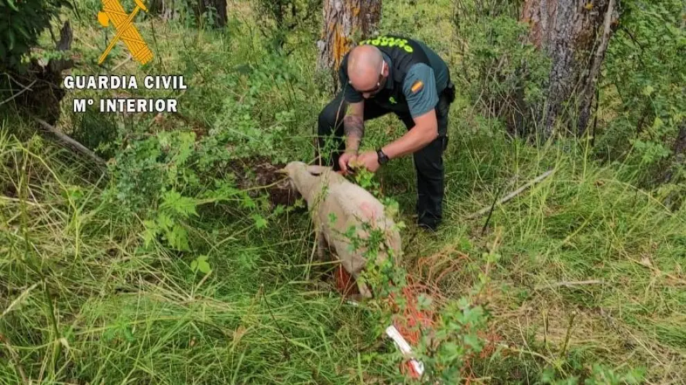 Una guardia civil corta el plástico que oprimía el cuello de la oveja