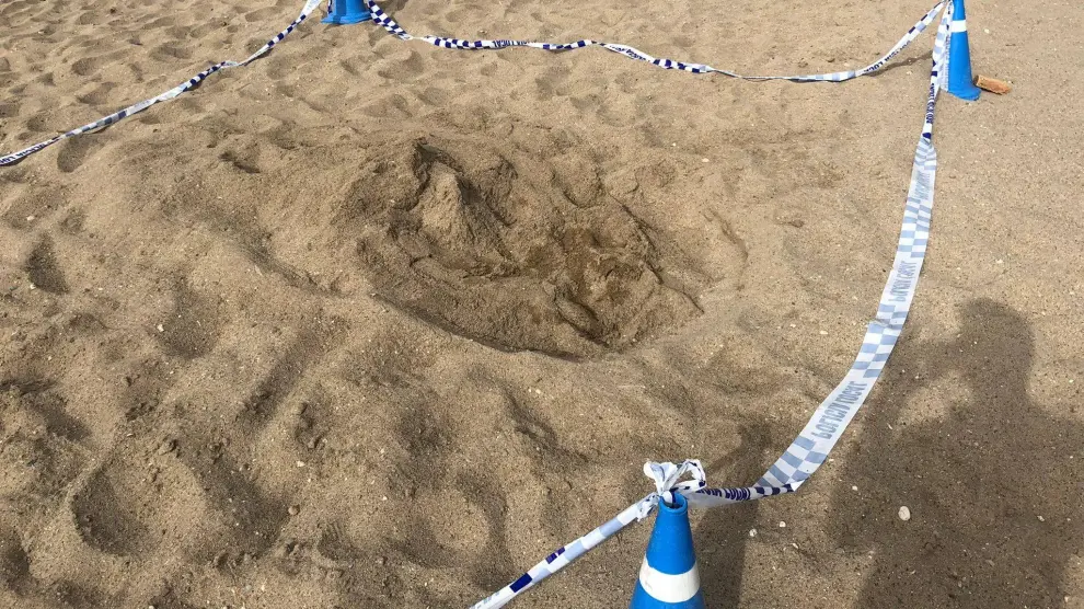 Rastro de la tortuga que depositó los huevos en la playa de Calafell.