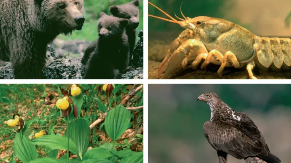 El oso pardo, el cangrejo de río, la zapatita de dama o el águila perdicera se encuentran en peligro de extinción.