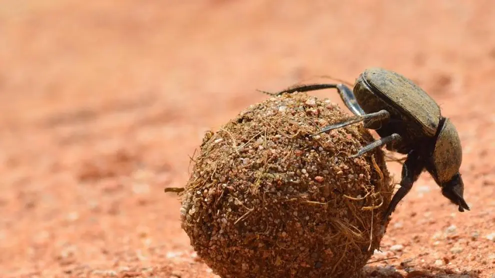 Escarabajo pelotero en acción
