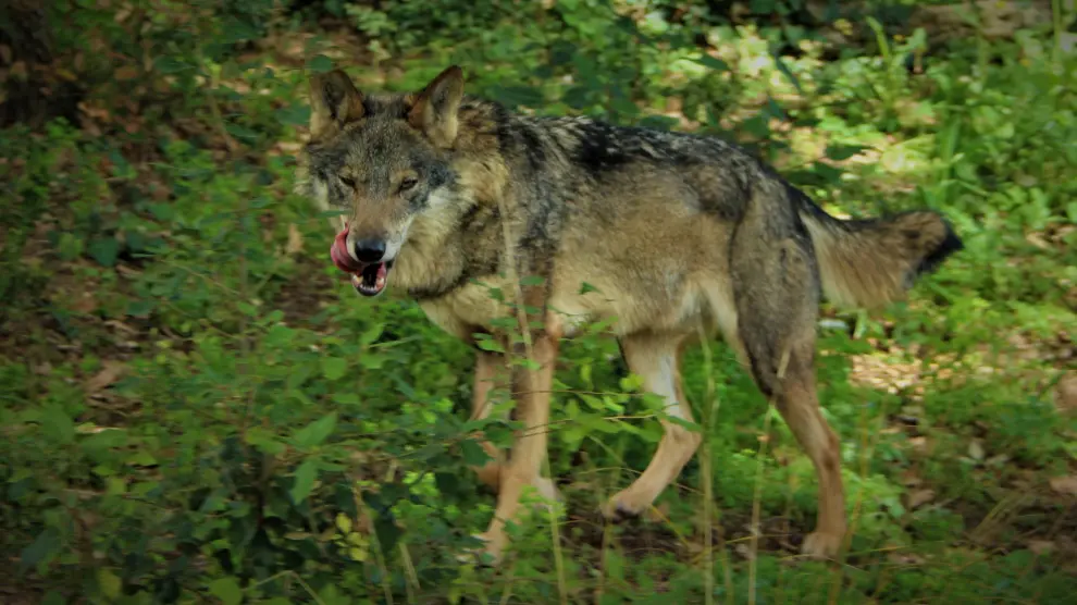 NO USAR Una foto del lobo en Aragón.