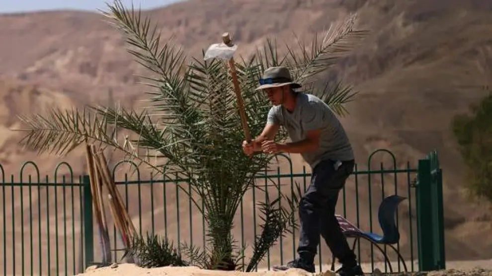 Un trabajador del kibbutz Ketura cuida una de las palmeras nacidas de las semillas milenarias.