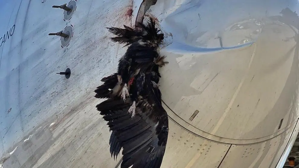 El ave, empotrada contra el morro del avión.