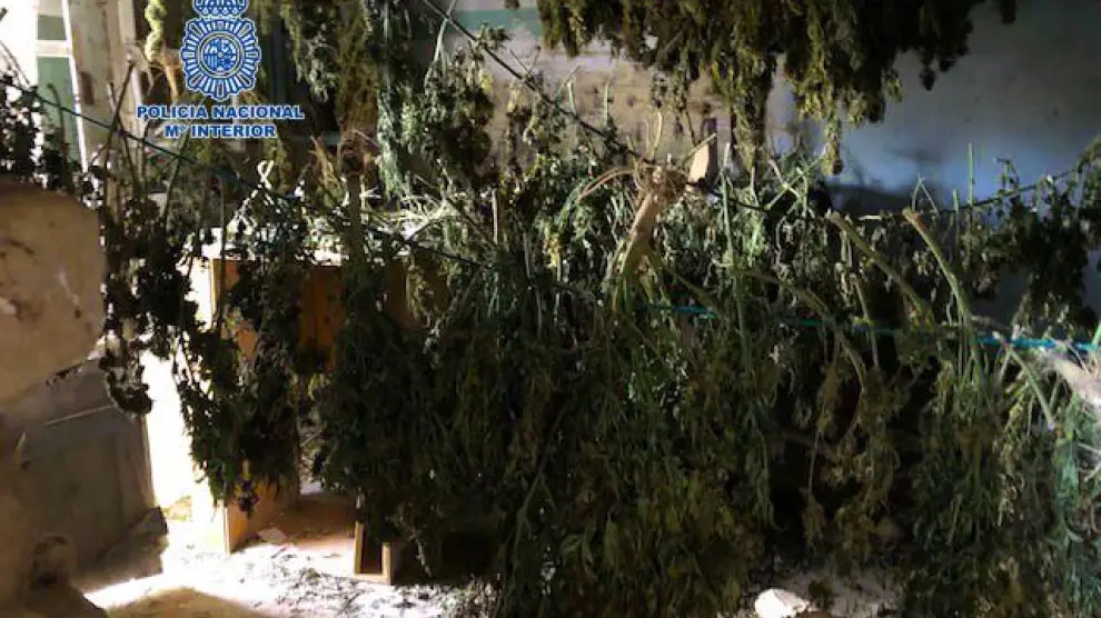 La marihuana hallada en el chalet abandonado del barrio de Casablanca.