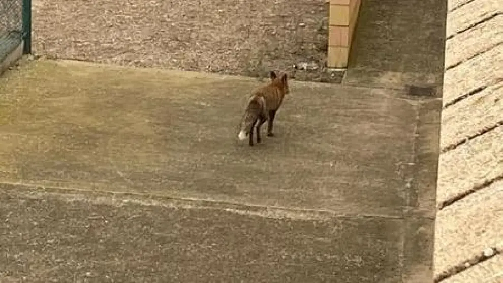 Una pareja de zorros sorprende a los vecinos de Gallur